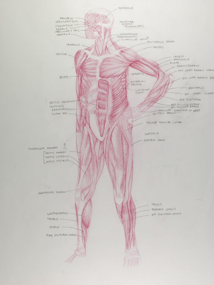Overlay Front Muscles